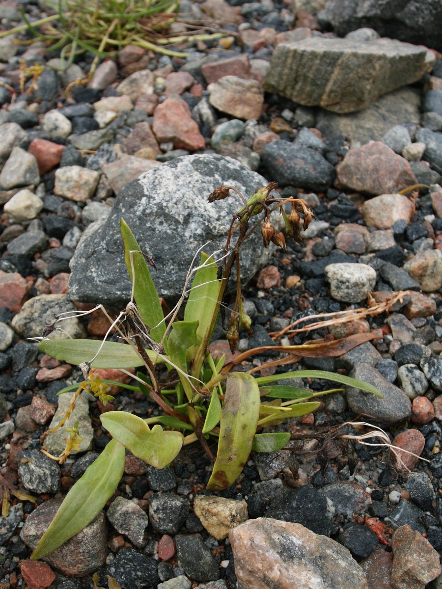 Изображение особи Tripolium pannonicum ssp. tripolium.