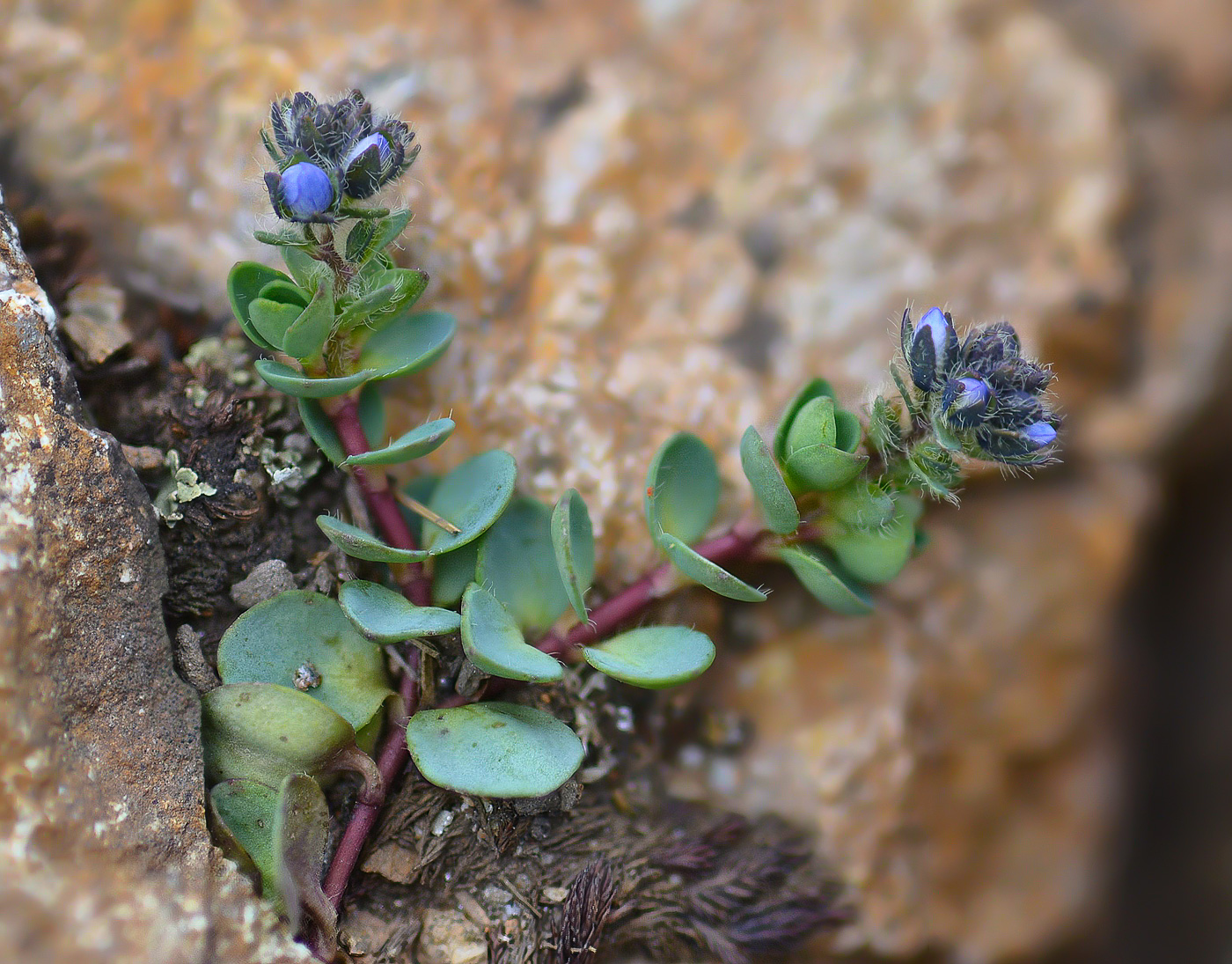 Image of Veronica glareosa specimen.