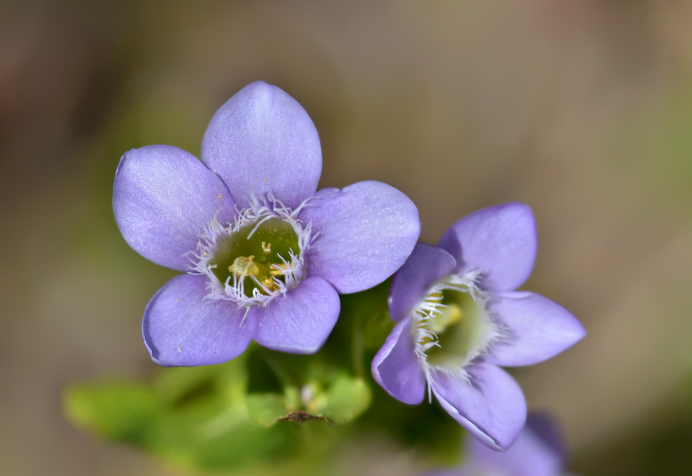 Image of Gentianella caucasea specimen.