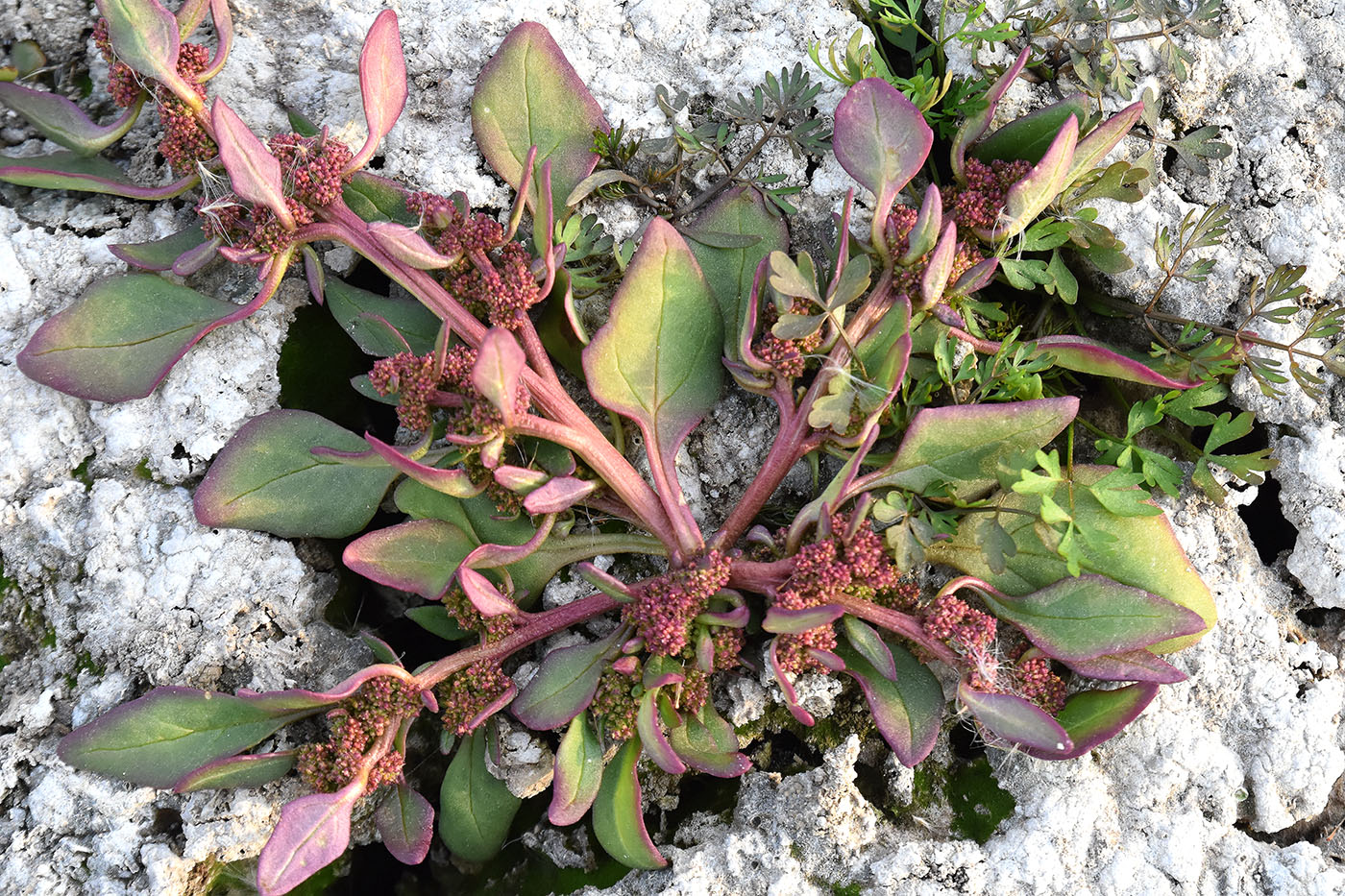 Image of Oxybasis chenopodioides specimen.