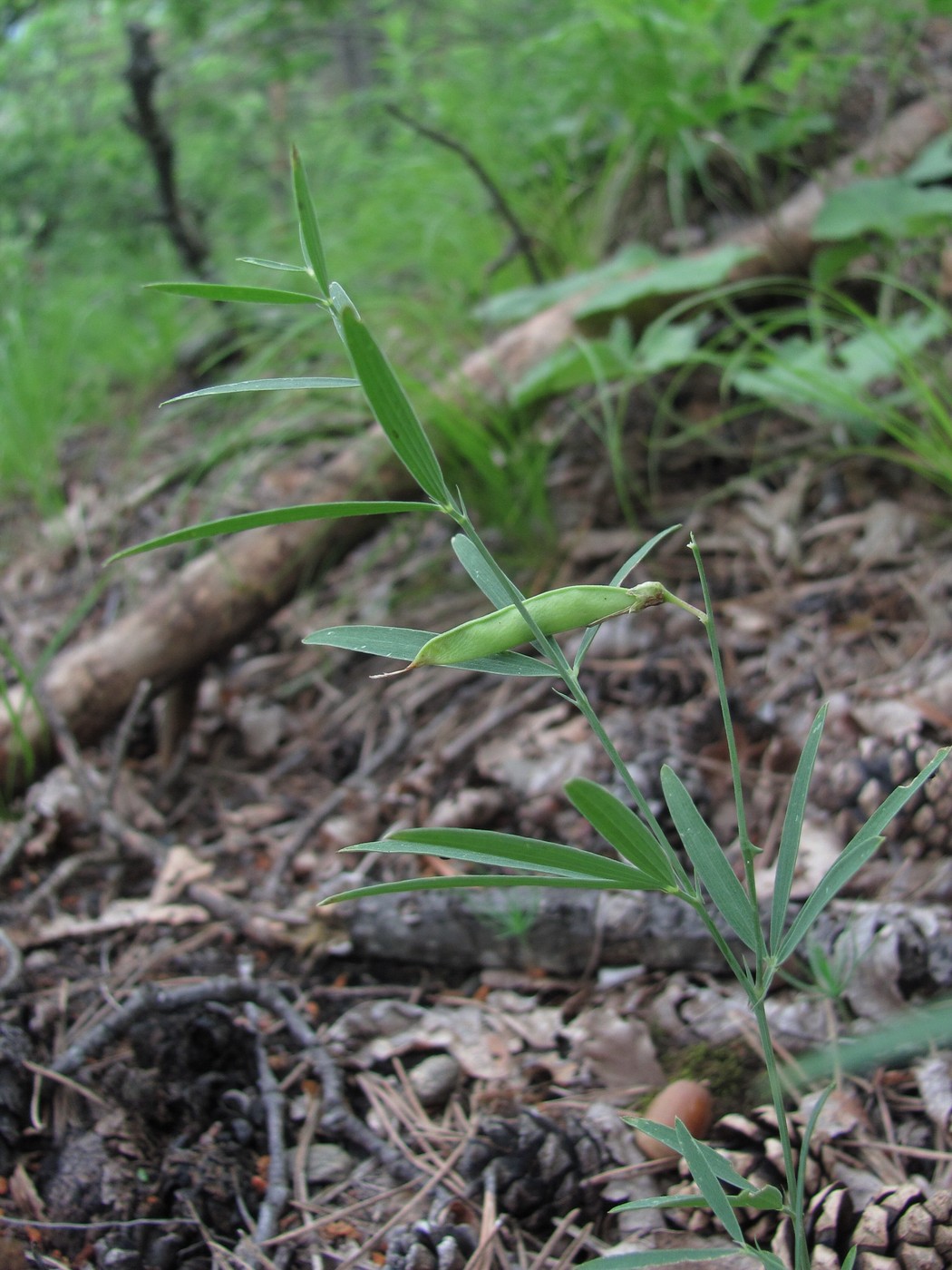 Image of Lathyrus cyaneus specimen.
