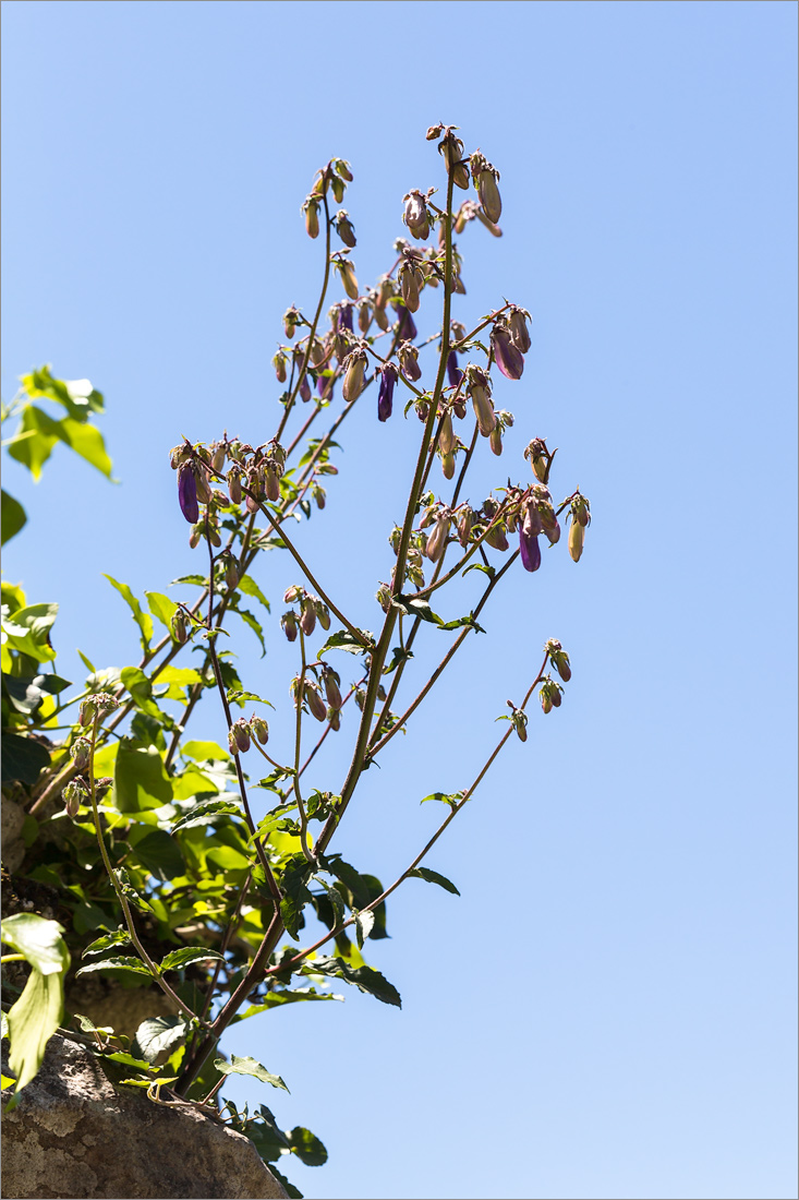 Изображение особи Campanula longistyla.