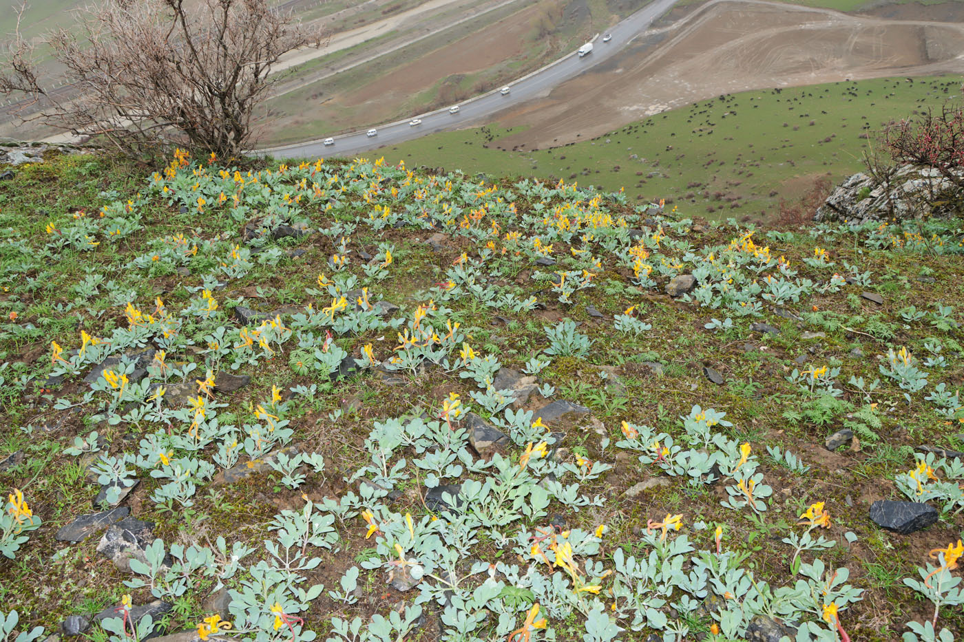 Изображение особи Corydalis sewerzowii.