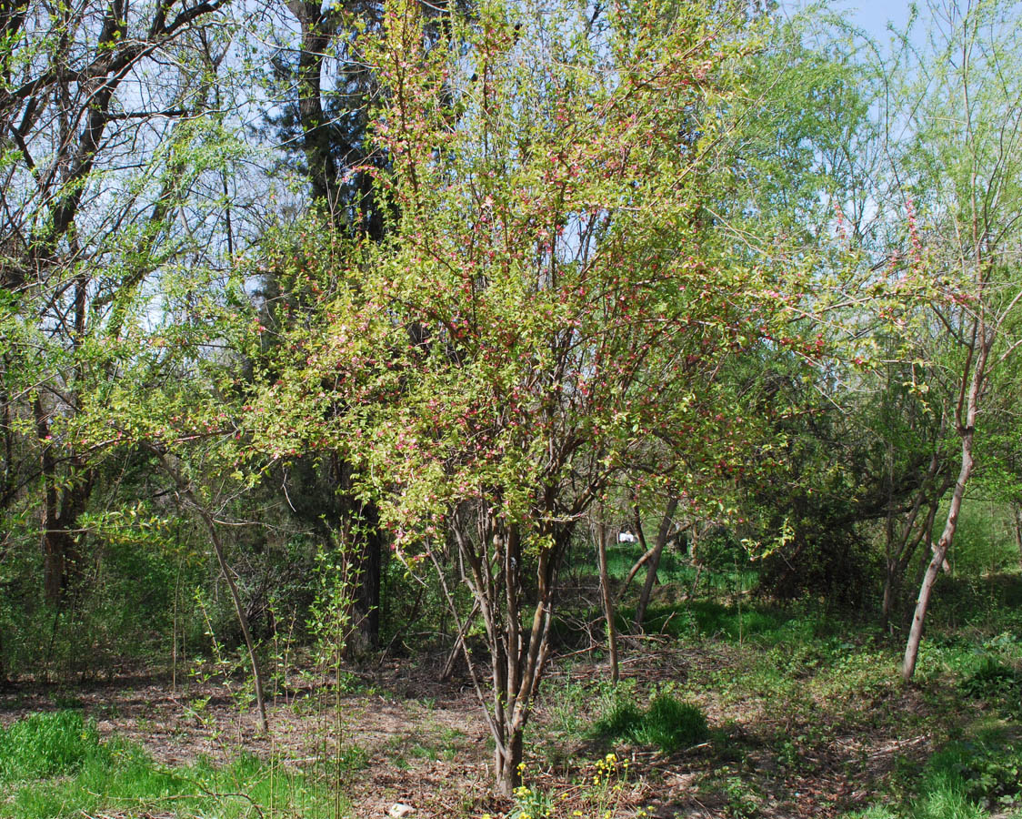 Изображение особи Pseudocydonia sinensis.