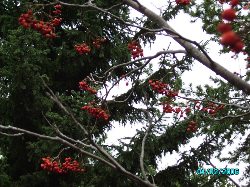 Изображение особи Sorbus sibirica.