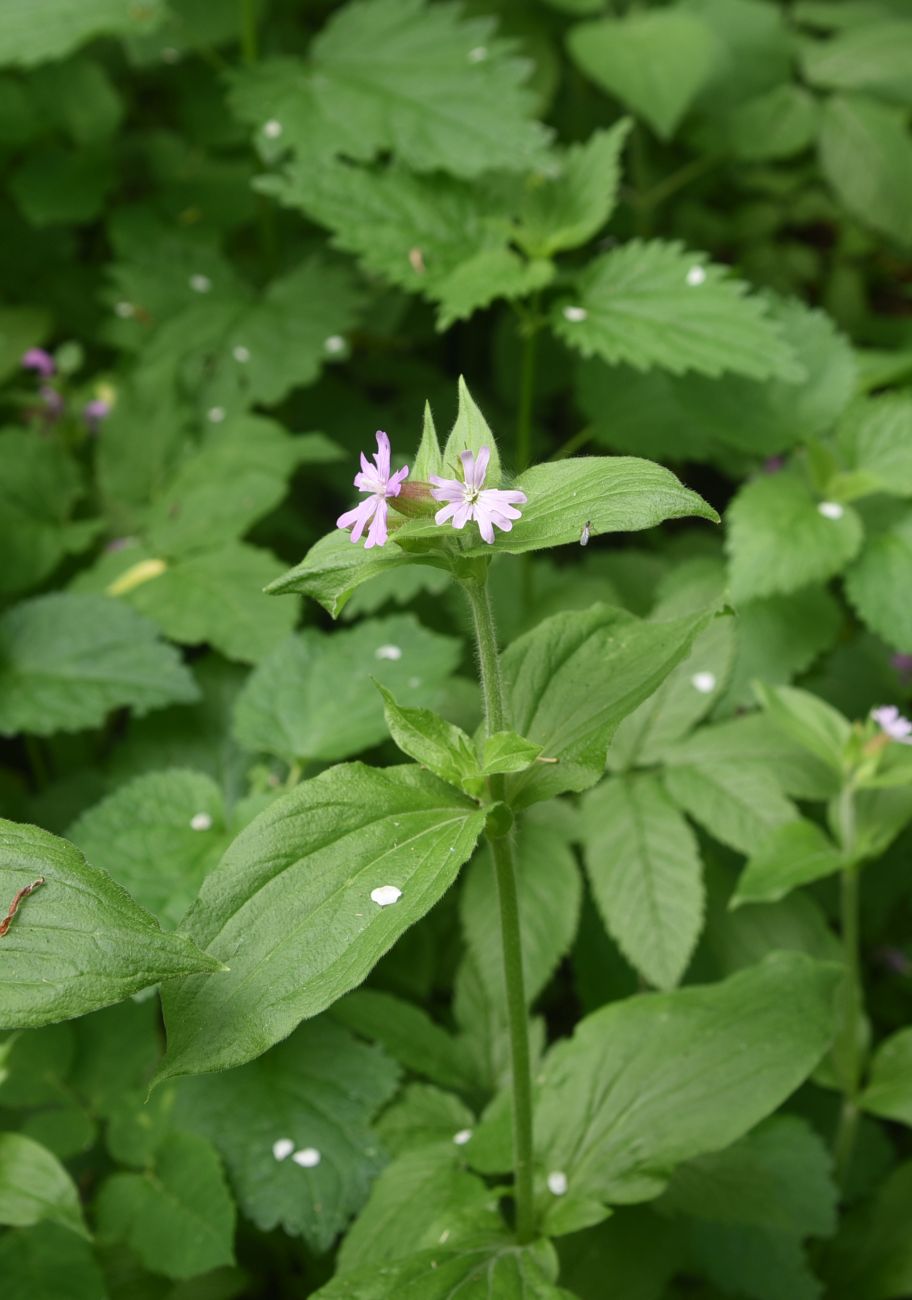 Изображение особи Melandrium dioicum.