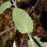 Stachys distans