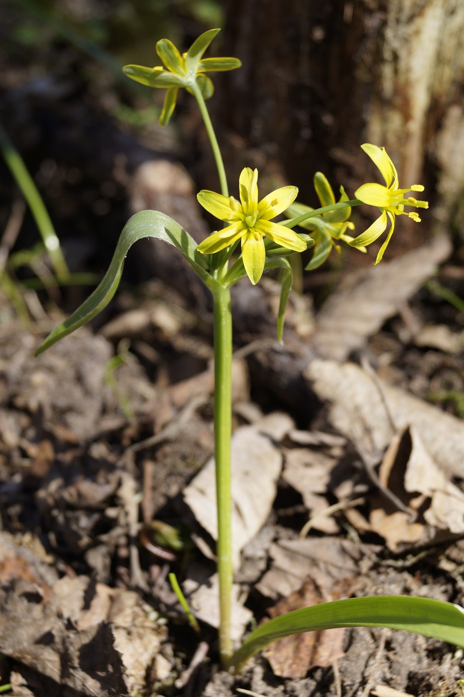 Image of Gagea lutea specimen.