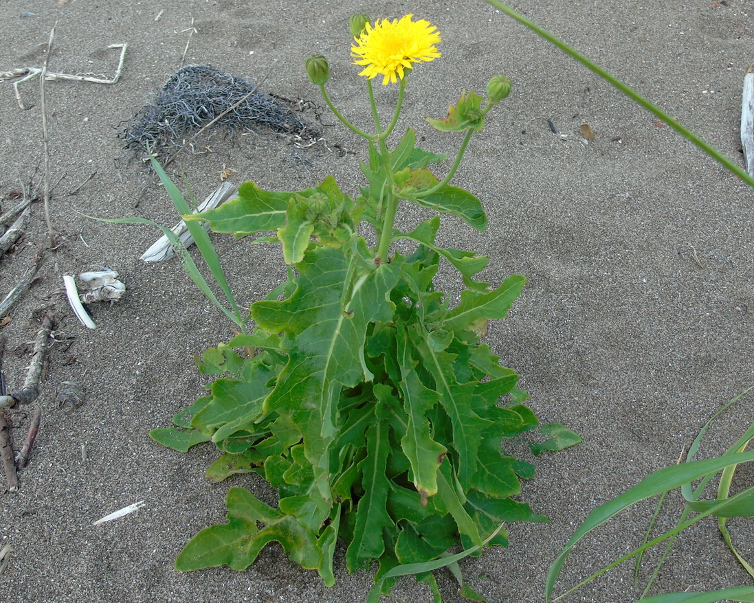 Image of Sonchus arenicola specimen.