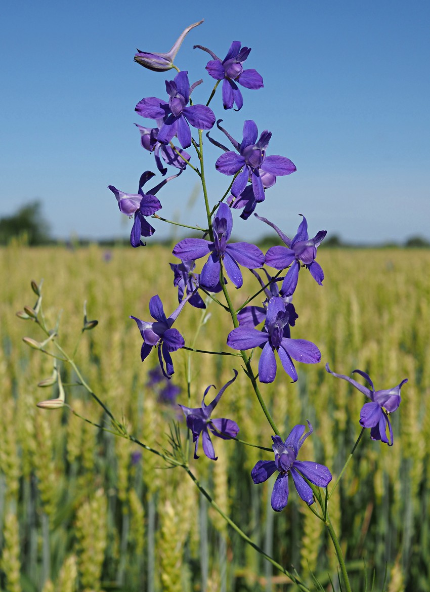 Изображение особи Delphinium consolida.