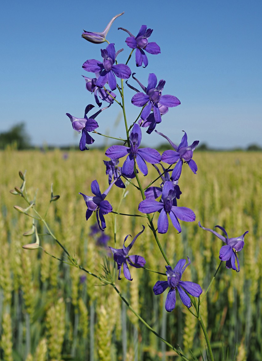 Image of Delphinium consolida specimen.