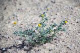 семейство Asteraceae. Цветущее растение. Египет, мухафаза Красное Море, р-н Марса-эль-Алам, национальный парк \"Вади-эль-Гемаль\". 20.03.2021.