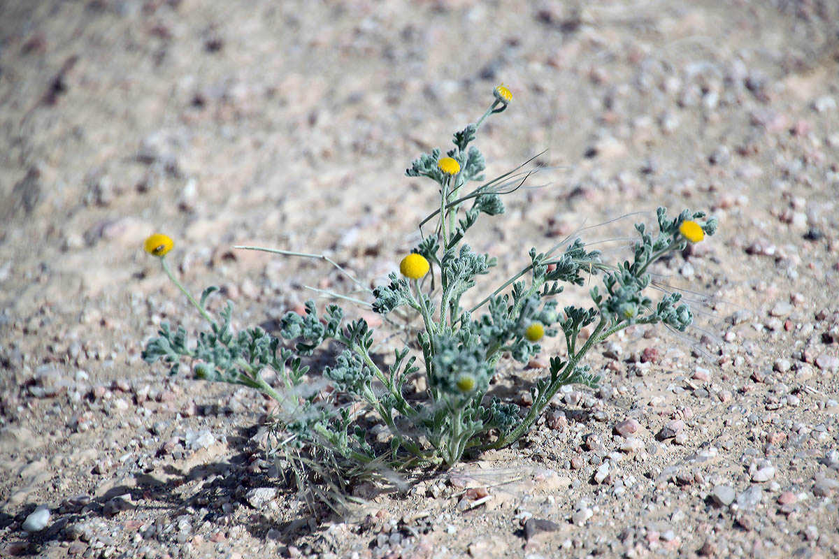 Image of familia Asteraceae specimen.