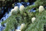 Cedrus deodara. Часть ветви с шишками. Крым, Южный Берег, г. Алушта, в культуре. 16.07.2021.