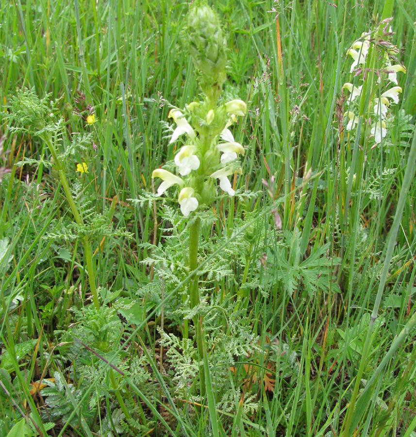 Image of Pedicularis myriophylla specimen.