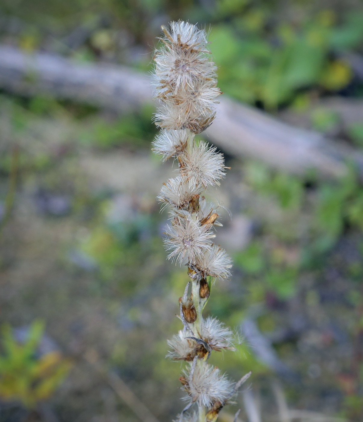 Image of Omalotheca sylvatica specimen.