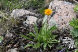 Erigeron aurantiacus