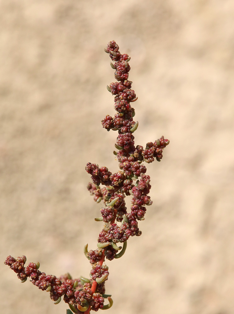 Image of Suaeda arcuata specimen.