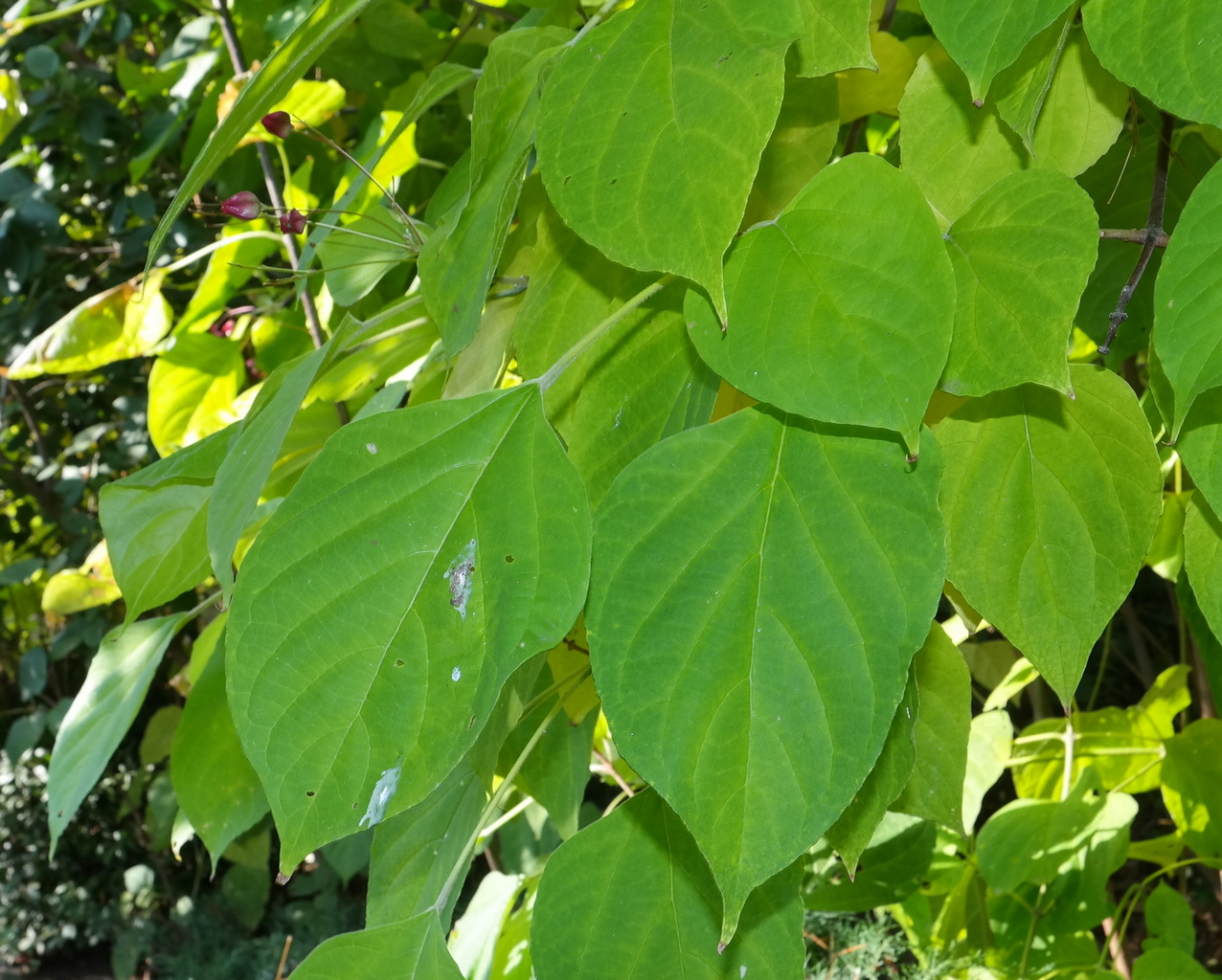 Изображение особи Clerodendrum trichotomum.