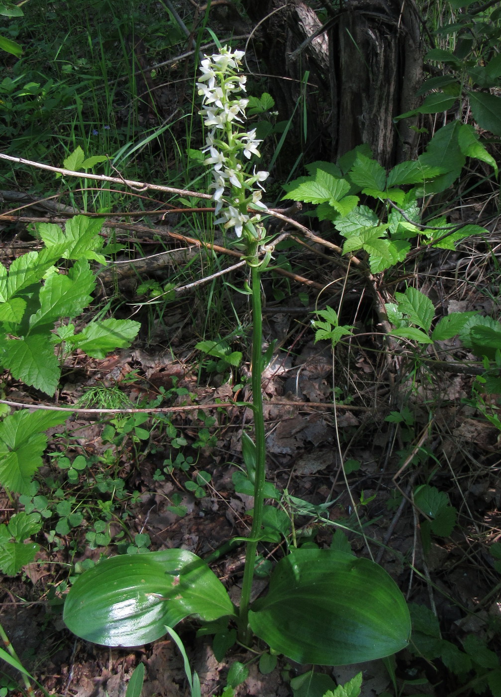 Image of Platanthera zhelesnajae specimen.