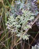 Artemisia absinthium. Отмирающий лист. Липецкая обл., Данковский р-н, окр. с. Хитрово, дно Церковной балки, луг. 6 ноября 2022 г.