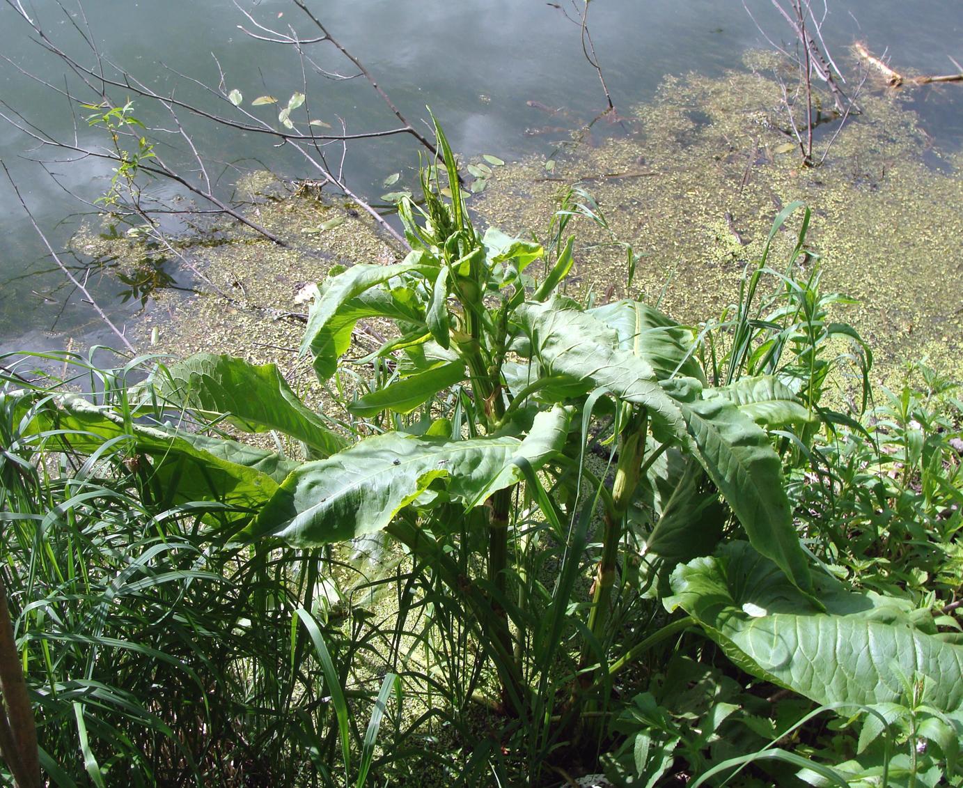 Изображение особи Rumex aquaticus.