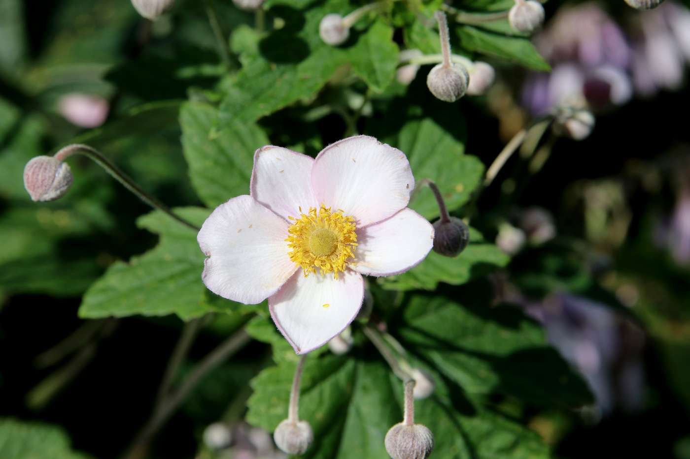 Изображение особи Anemone hupehensis.