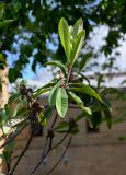 Eriobotrya japonica. Верхушка ветви с развивающимися плодами. Дагестан, г. Дербент, в культуре. 04.05.2022.