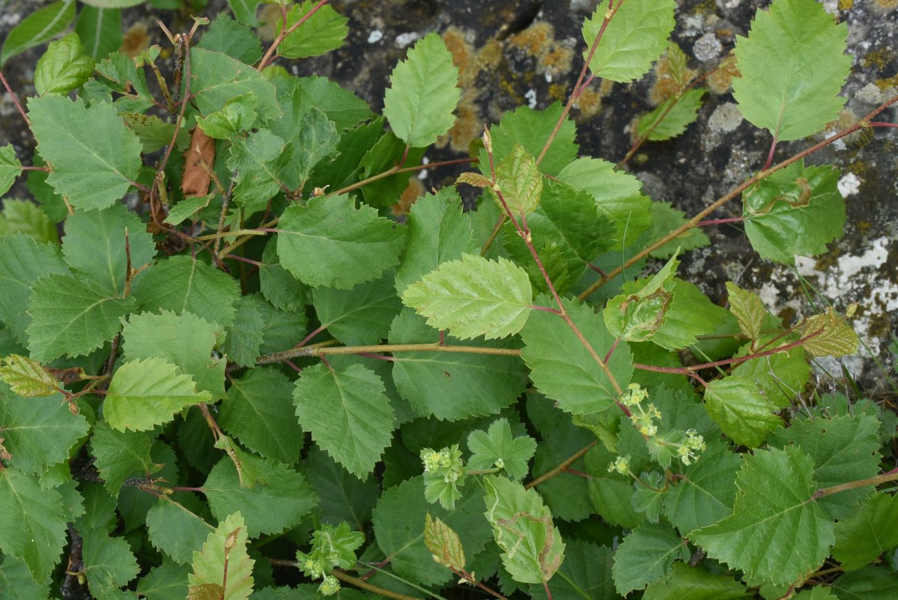 Image of Betula pendula specimen.