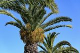 Phoenix canariensis