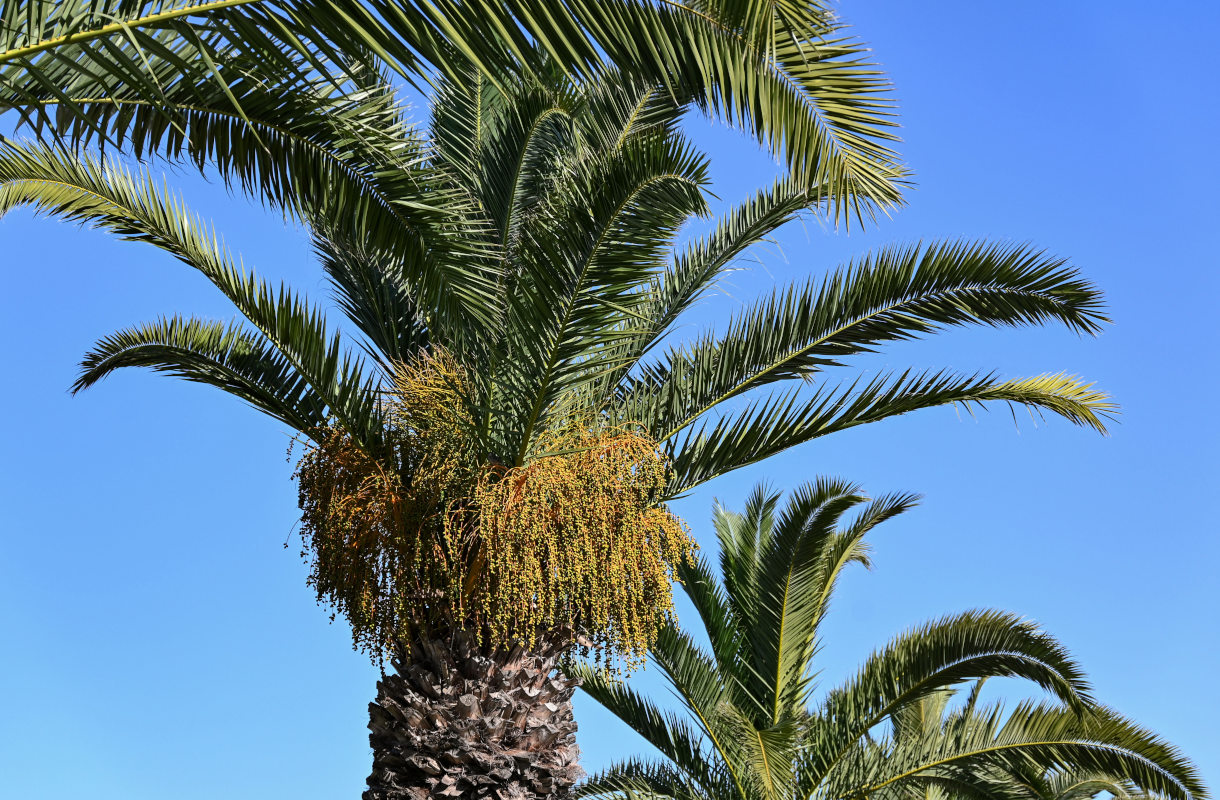 Изображение особи Phoenix canariensis.