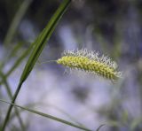 Carex vesicaria. Соцветие. Владимирская обл., окр. г. Александров, берег пруда. 10.06.2022.