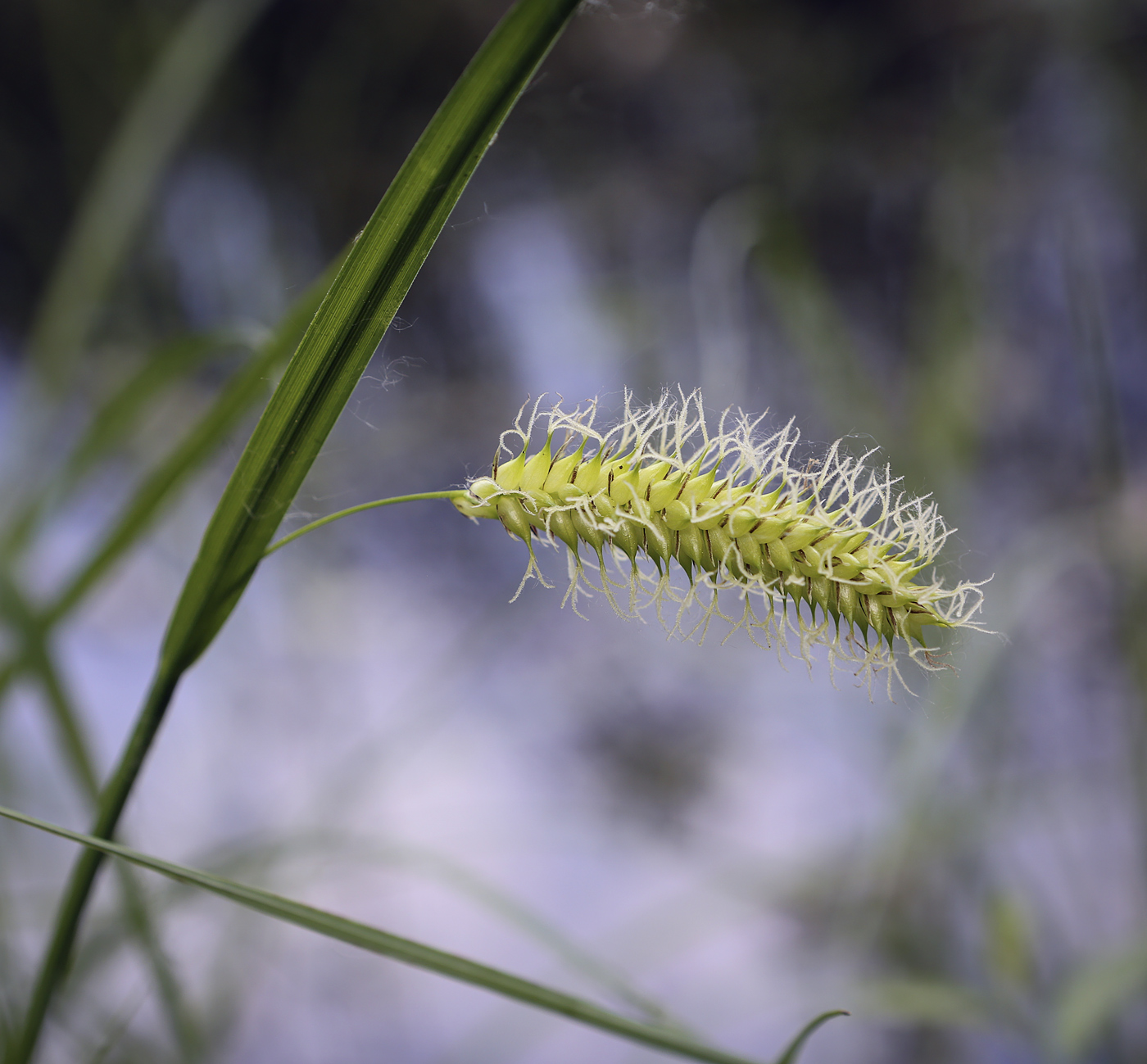 Image of Carex vesicaria specimen.