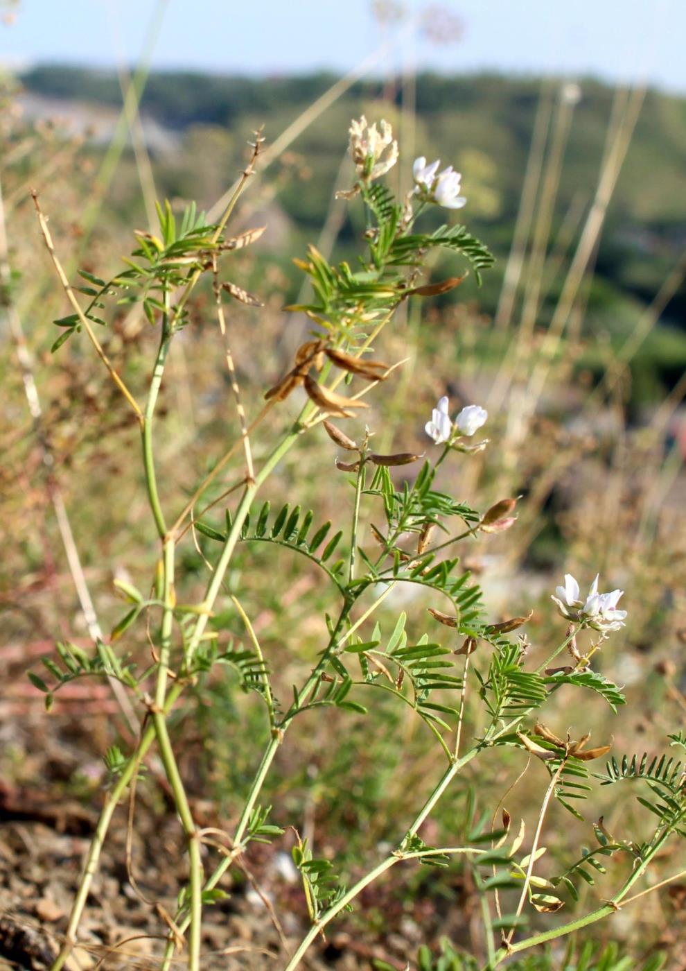 Изображение особи Astragalus clerceanus ssp. graniticus.