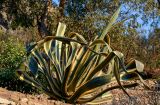Agave americana variety marginata. Вегетирующее растение. Марокко, обл. Танжер - Тетуан - Эль-Хосейма, хр. Эр-Риф, г. Шефшауэн, ≈ 600 м н.у.м., в культуре. 05.01.2023.