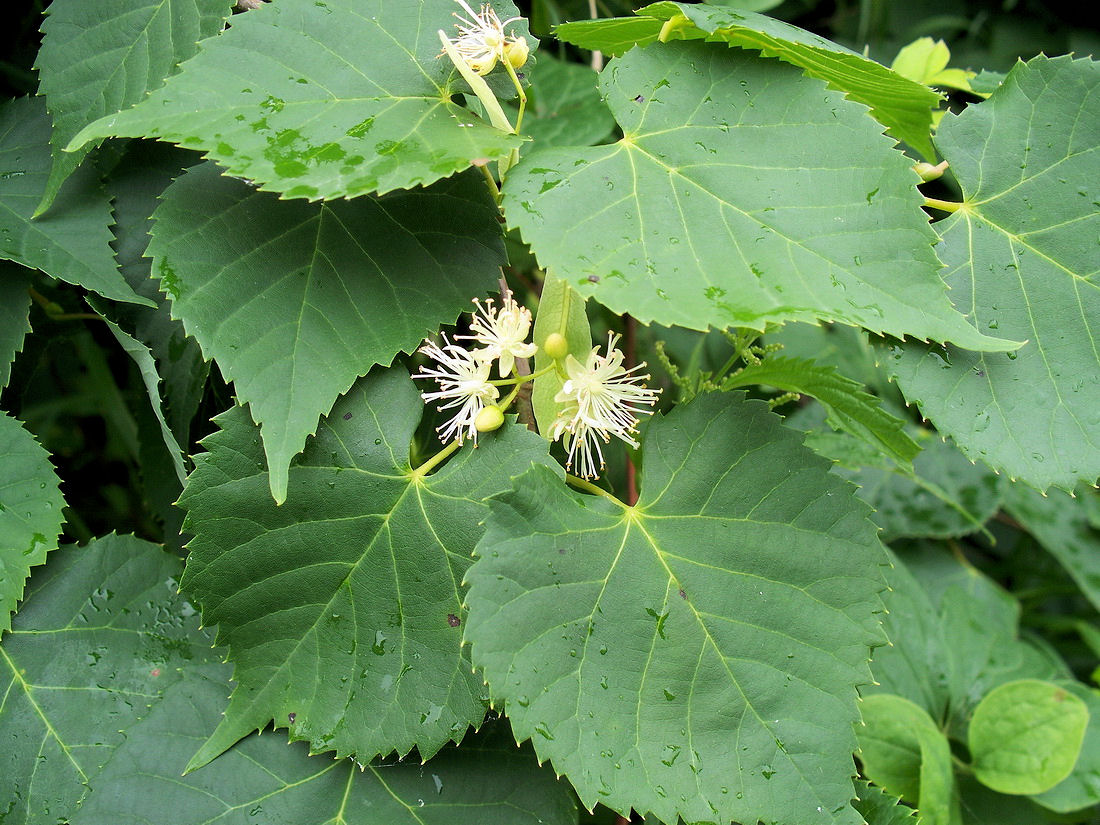 Image of Tilia amurensis specimen.