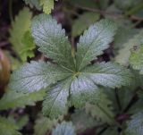 Potentilla reptans. Лист. Москва, Аптекарский огород, теневой сад, в культуре. 18.09.2022.
