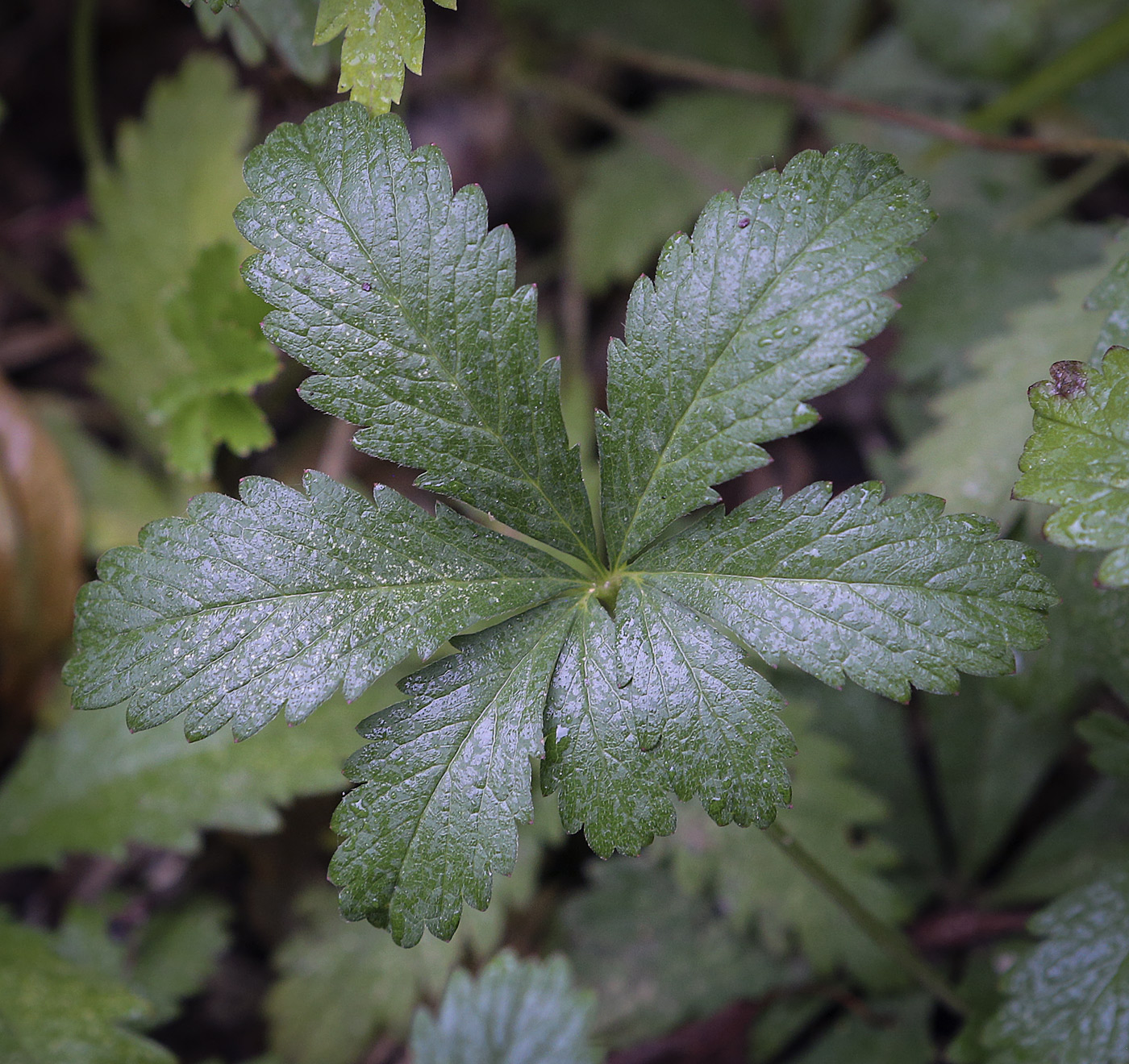 Изображение особи Potentilla reptans.