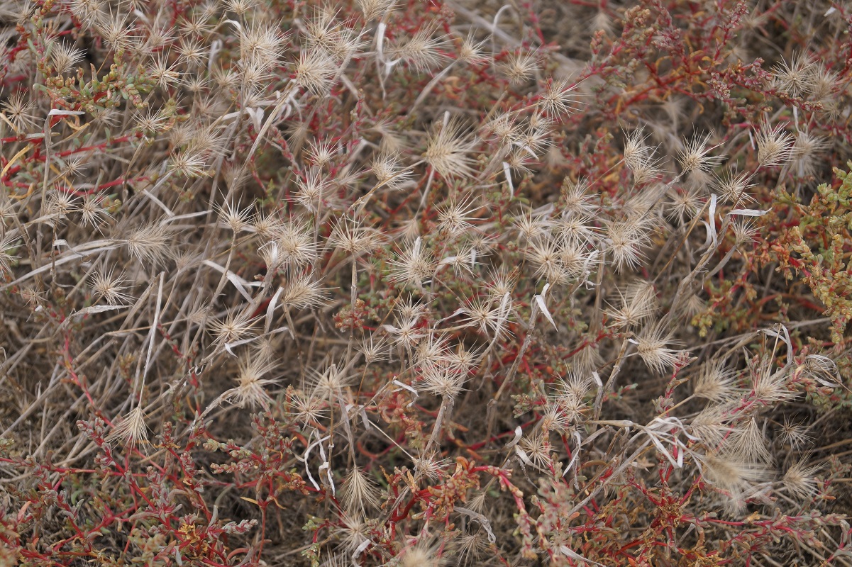 Image of Hordeum geniculatum specimen.