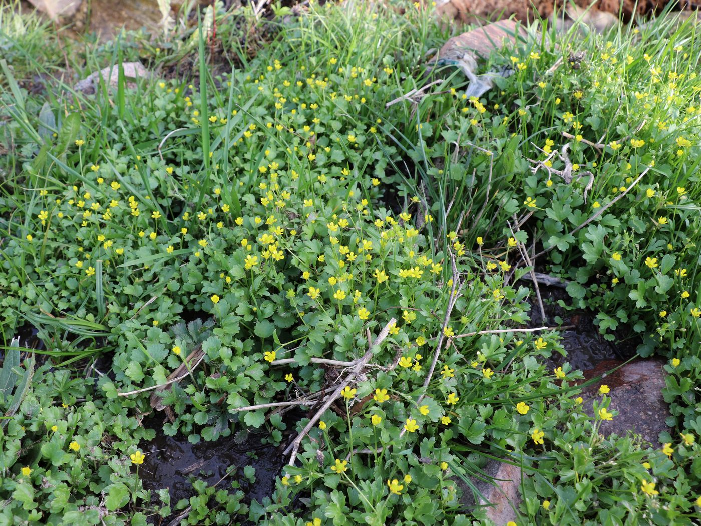 Изображение особи Ranunculus muricatus.