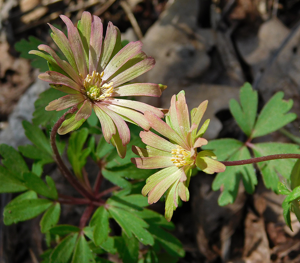 Изображение особи Anemone banketovii.