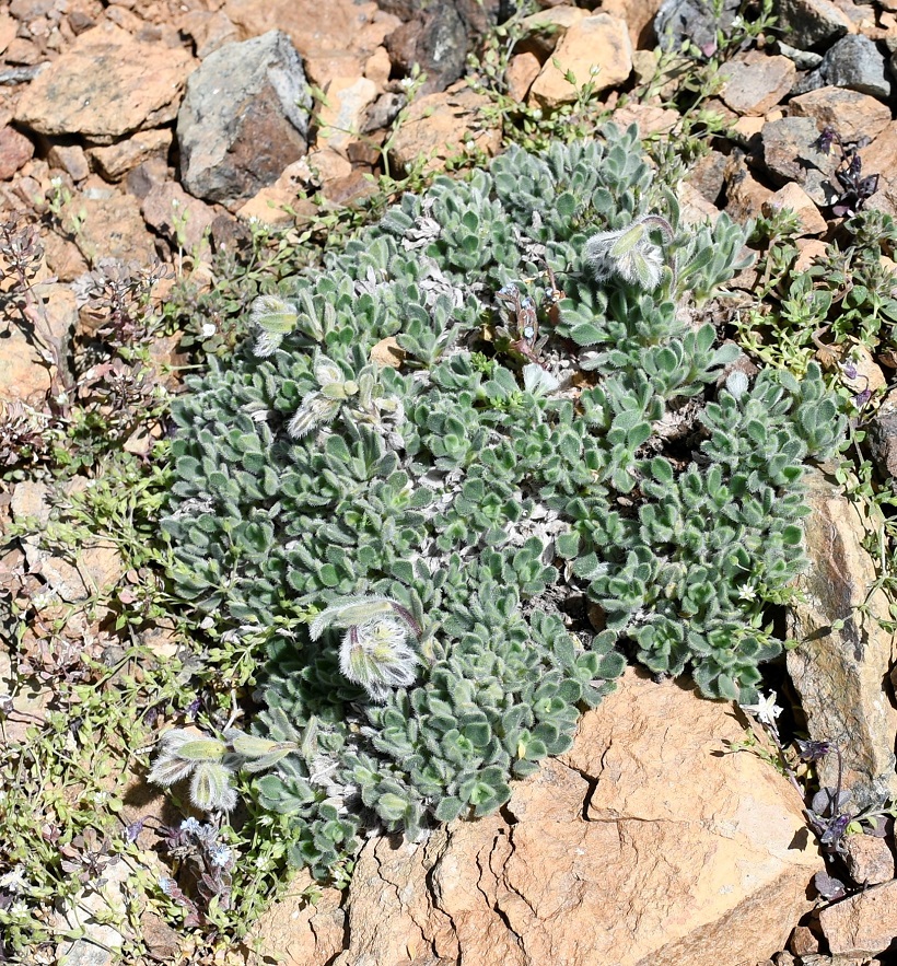 Image of Onosma troodi specimen.