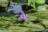 Nymphaea nouchali разновидность caerulea. Цветки, бутоны и листья. Египет, мухафаза Каир, г. Каир, в культуре. 08.05.2023.