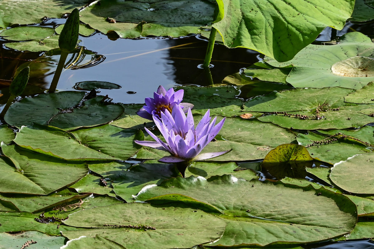 Изображение особи Nymphaea nouchali var. caerulea.
