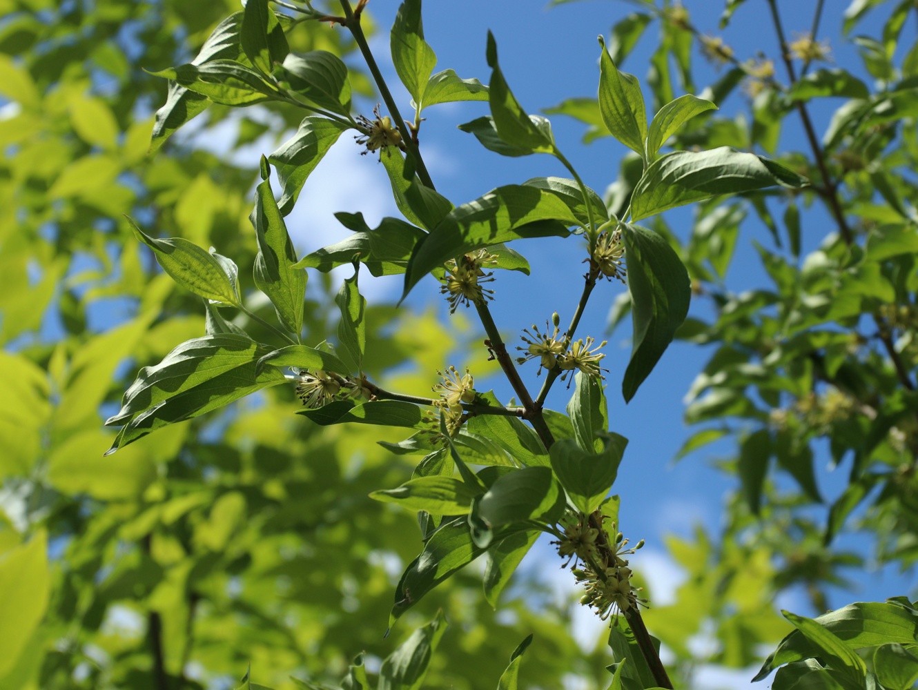 Image of Cornus mas specimen.