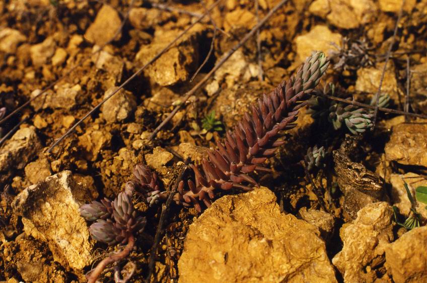 Image of Sedum reflexum specimen.