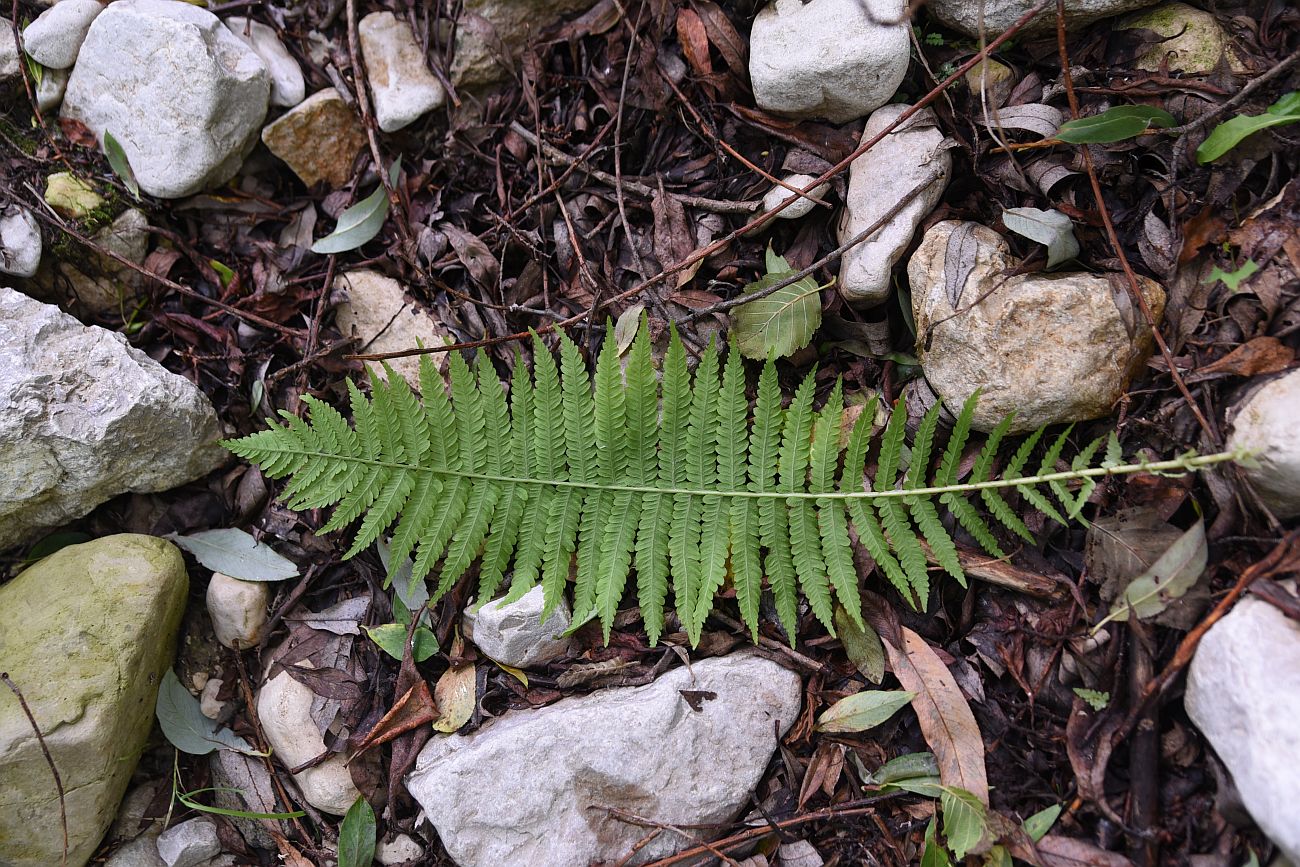 Изображение особи Matteuccia struthiopteris.