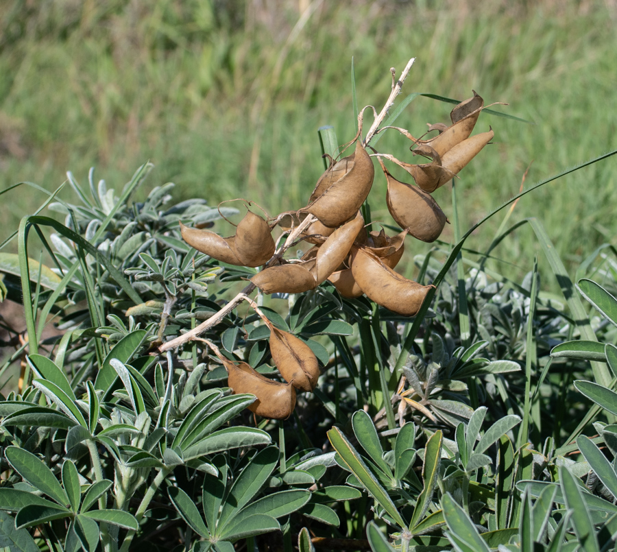 Изображение особи Crotalaria grahamiana.