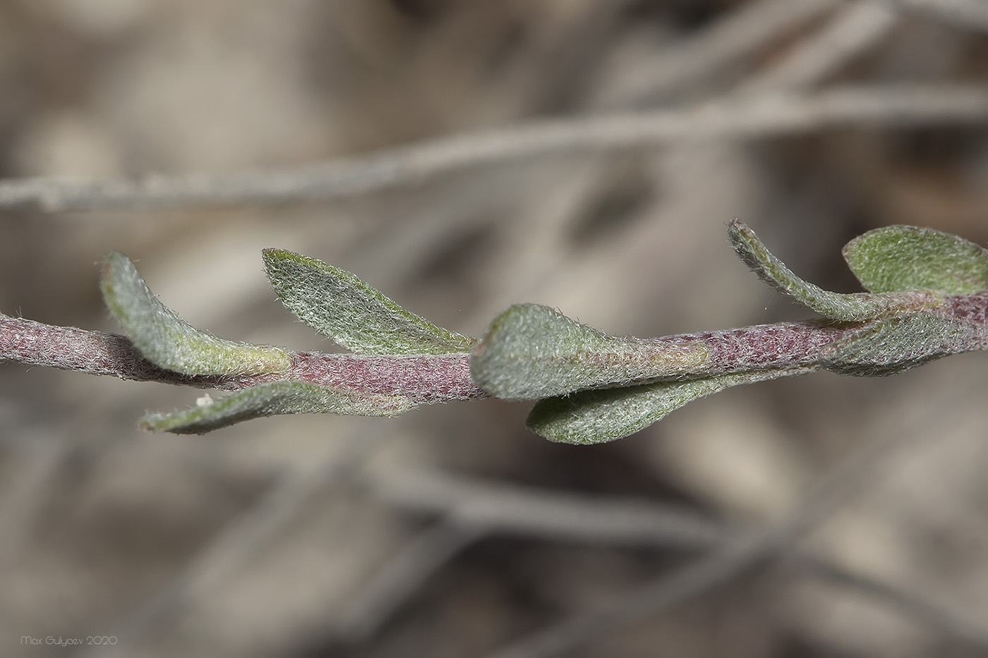 Image of Alyssum trichostachyum specimen.