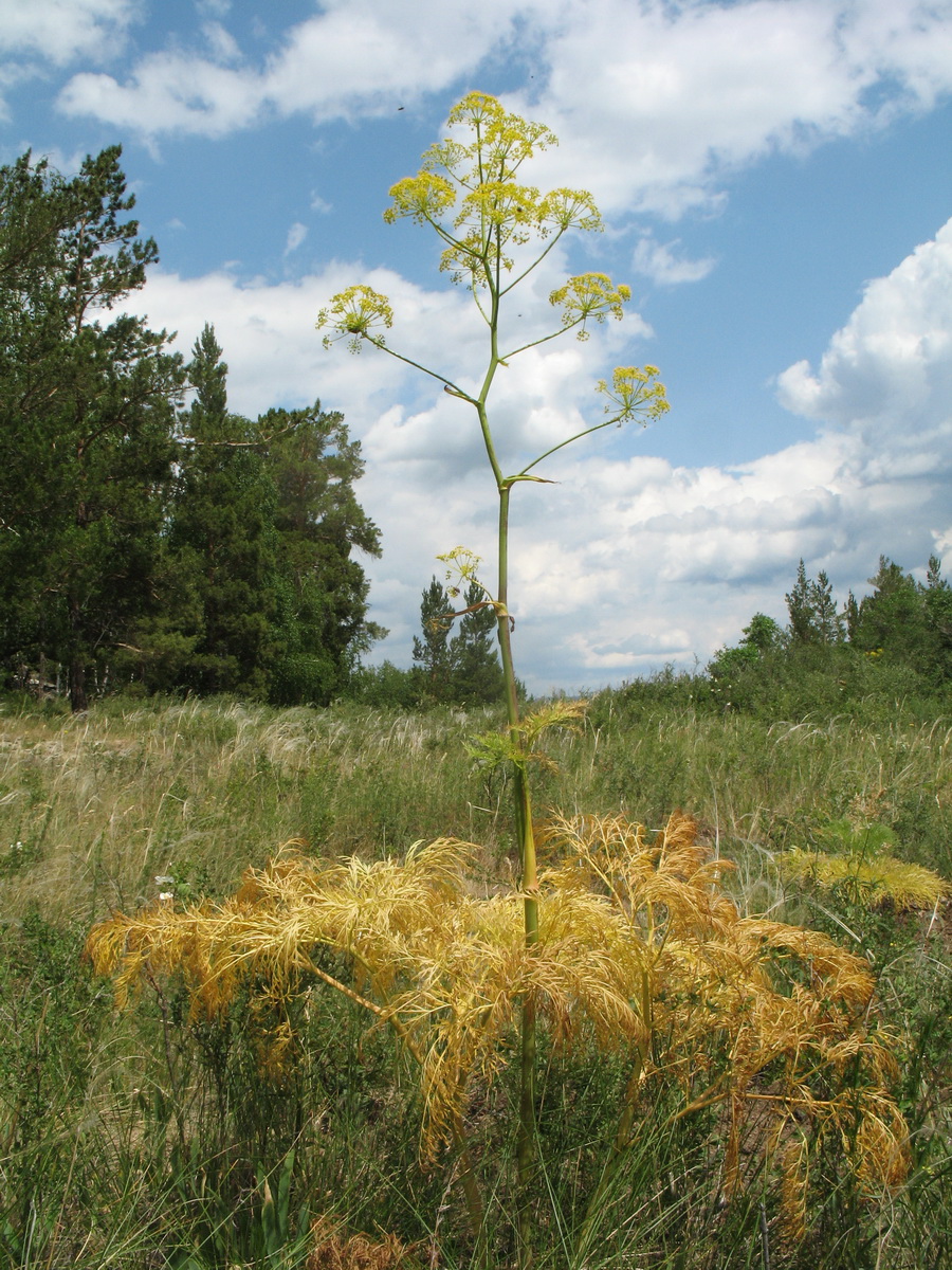 Изображение особи Ferula songarica.